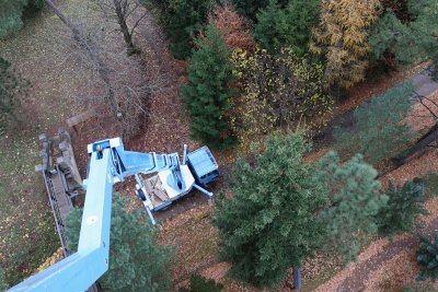 Pseudotsuga menziesii - douglaska tisolistá s čarověníkem - z dokumentace 2021